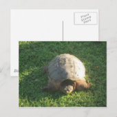 Großpa Turtle Postkarte (Vorne/Hinten)