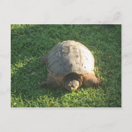 Großpa Turtle Postkarte (Vorderseite)