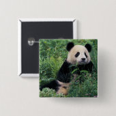 Großpanda im Gras, Wolong Valley, Sichuan Button (Vorne & Hinten)
