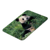 Großpanda im Gras, Wolong Valley, Sichuan Magnet (Linke Seite)