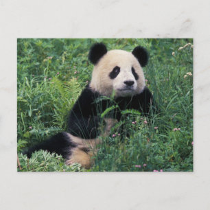 Großpanda im Gras, Wolong Valley, Sichuan Postkarte