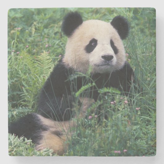 Großpanda im Gras, Wolong Valley, Sichuan Steinuntersetzer (Vorderseite)