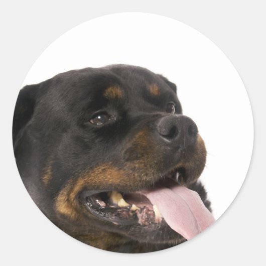 Großrottweiler Runder Aufkleber (Vorderseite)