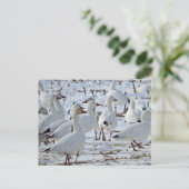 Großschneegänse in Cornfield (Winter) Postkarte (Stehend Vorderseite)