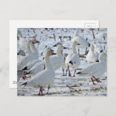 Großschneegänse in Cornfield (Winter) Postkarte (Vorne/Hinten)