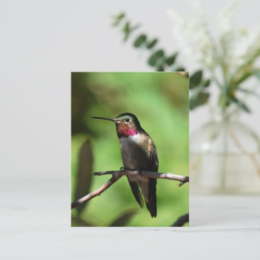 GroßschwanzHummingbird Postkarte (Stehend Vorderseite)