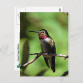 GroßschwanzHummingbird Postkarte (Vorne/Hinten)