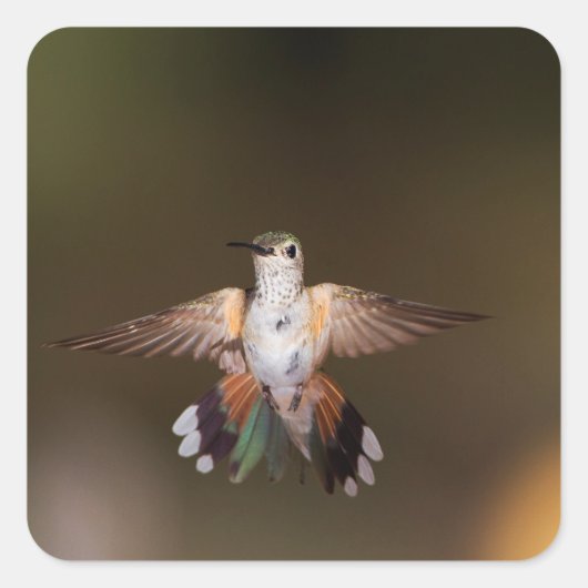 GroßschwanzHummingbird Quadratischer Aufkleber (Vorderseite)