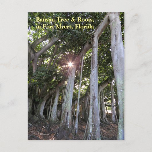 Größter Banyan Baum Fort Myers Florida Postcard Postkarte (Vorderseite)