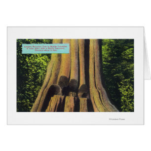 Größter notierter Baum in Zedern-Baum BC 1896