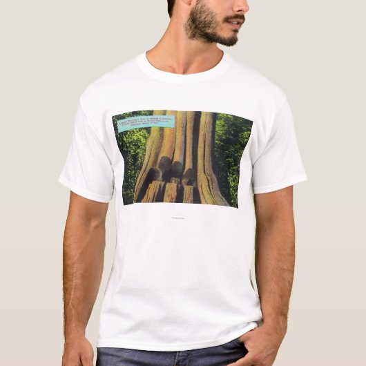 Größter notierter Baum in Zedern-Baum BC 1896 T-Shirt (Vorderseite)
