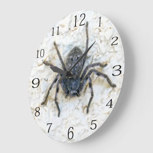 Großweibliche Huntsman Spider, Große Wanduhr (Winkel)