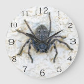 Großweibliche Huntsman Spider, Große Wanduhr (Vorderseite)