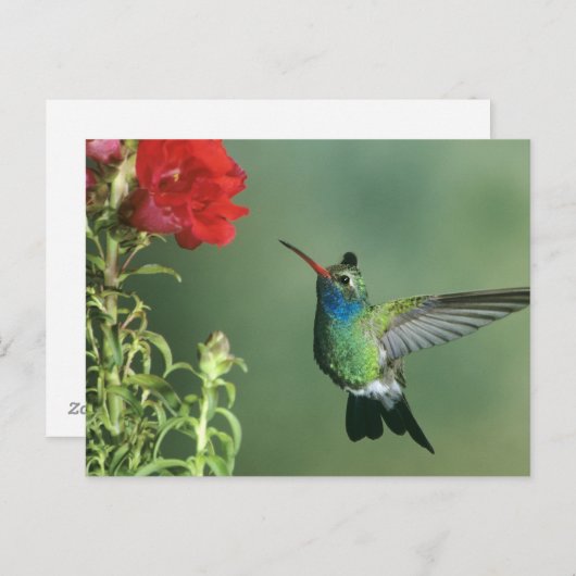 Großzügelmännchen Postkarte (Vorne/Hinten)