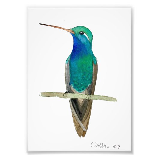 Großzügiger Hummingvogel auf einem Zweig Fotodruck (Vorne)