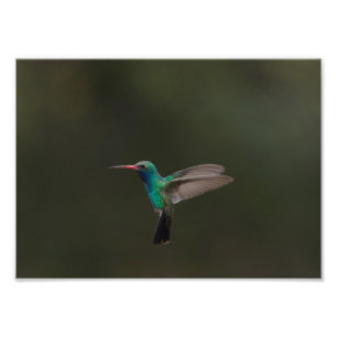 Großzügiger Kolibri Fotodruck