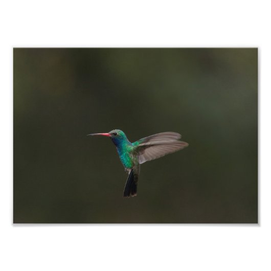 Großzügiger Kolibri Fotodruck (Vorne)