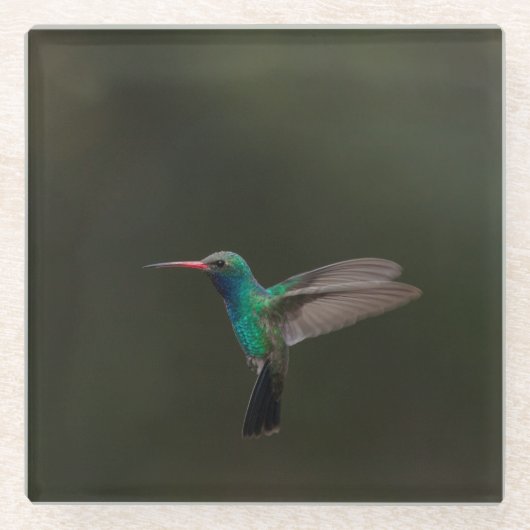 Großzügiger Kolibri Glasuntersetzer (Vorderseite)