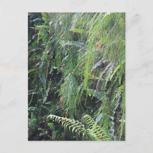Grotto Fern Postkarte (Vorderseite)
