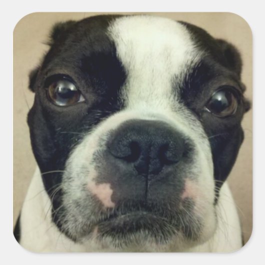 Grouchy Boston Terrier Quadratischer Aufkleber (Vorderseite)