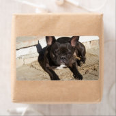 Grouchy French Bulldog (Insitu)