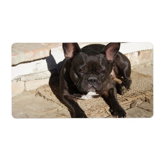 Grouchy French Bulldog (Vorne)