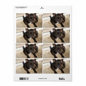 Grouchy French Bulldog (Vorne)
