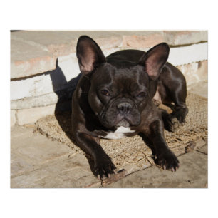 Grouchy French Bulldog Poster