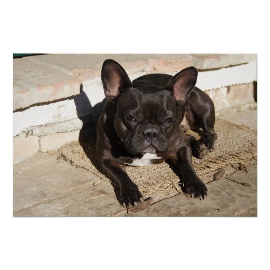 Grouchy French Bulldog Poster (Vorderseite)