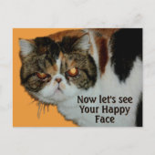 Grouchy Grumpy Cat Exotic Kurz haar Persian Postkarte (Vorderseite)