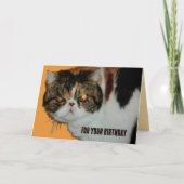 Grouchy Grumpy Cat Exotic Persian Funny Birthday Karte (Vorderseite)