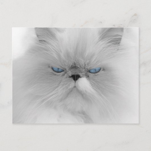 Grouchy Persian Cat Postkarte (Vorderseite)