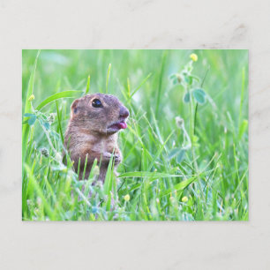 Ground Eichhörnchen im Gras Foto Postkarte