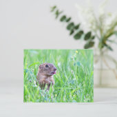 Ground Eichhörnchen im Gras Foto Postkarte (Stehend Vorderseite)