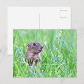 Ground Eichhörnchen im Gras Foto Postkarte (Vorne/Hinten)