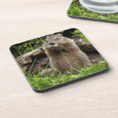 Ground Hog Munching auf einer Blume Getränkeuntersetzer (Linke Seite)