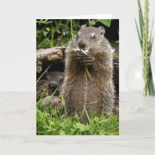 Ground Hog Munching auf einer Blume Karte