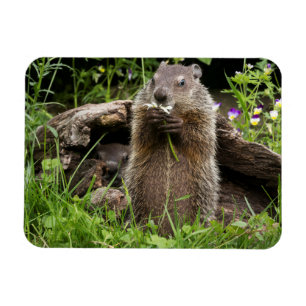 Ground Hog Munching auf einer Blume Magnet