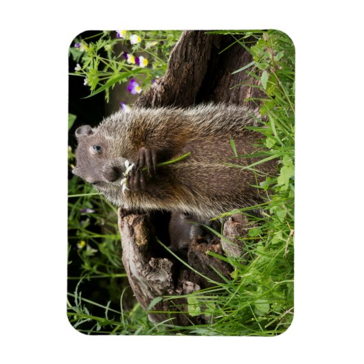 Ground Hog Munching auf einer Blume Magnet (Vertikal)