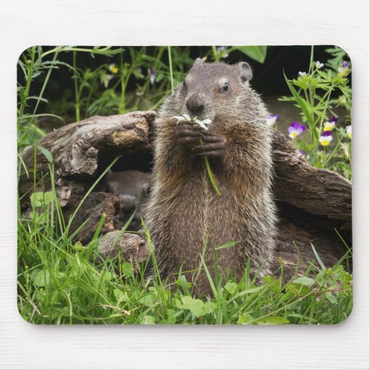 Ground Hog Munching auf einer Blume Mousepad (Vorne)