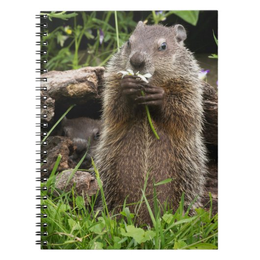 Ground Hog Munching auf einer Blume Notizblock (Vorderseite)
