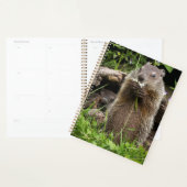 Ground Hog Munching auf einer Blume Planer (Anzeige)