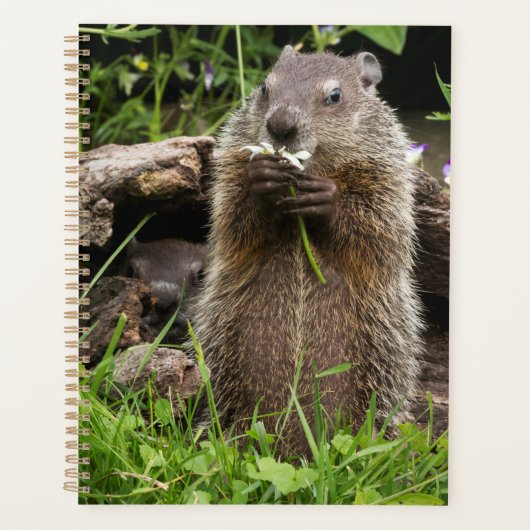 Ground Hog Munching auf einer Blume Planer (Vorderseite)