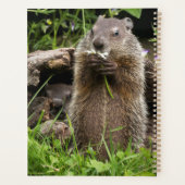 Ground Hog Munching auf einer Blume Planer (Rückseite)