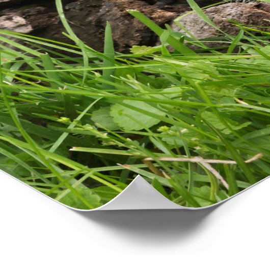 Ground Hog Munching auf einer Blume Poster (Ecke)