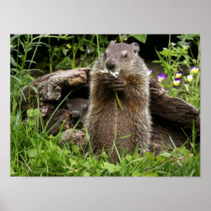 Ground Hog Munching auf einer Blume Poster