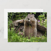 Ground Hog Munching auf einer Blume Postkarte (Vorne/Hinten)