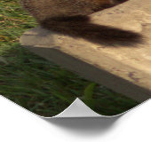 Groundhock auf einem Wall-Poster Poster (Ecke)