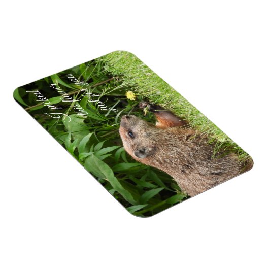 Groundhog alias Woodchuck mit Blume Magnet (Rechte Seite)