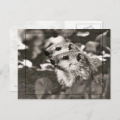 Groundhog Babys Postkarte (Vorne/Hinten)